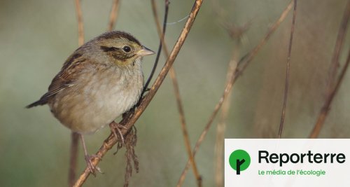 Les populations d'oiseaux continuent de s'effondrer aux États-Unis
