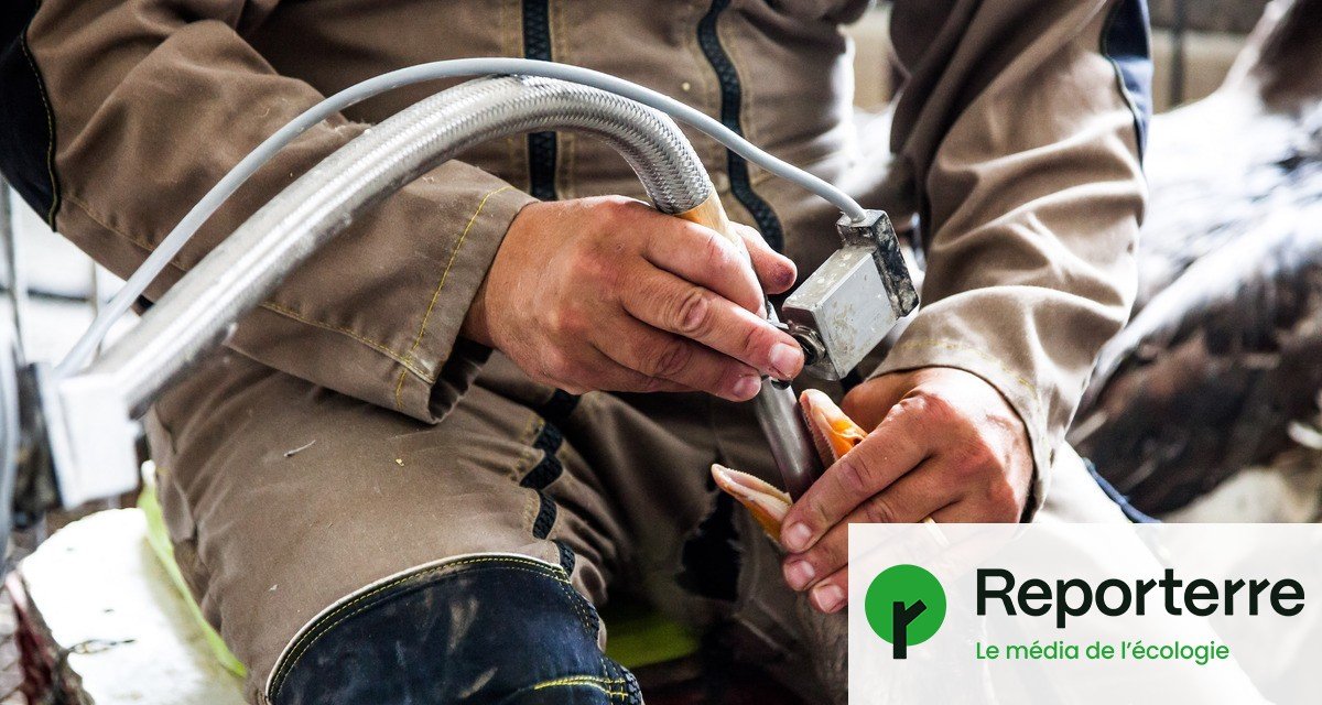 Le foie gras biberonné aux aides publiques