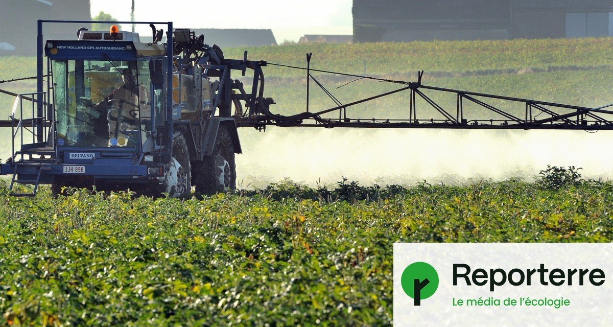 Les alternatives aux néonicotinoïdes existent mais ne sont pas assez développées, selon l’Inrae