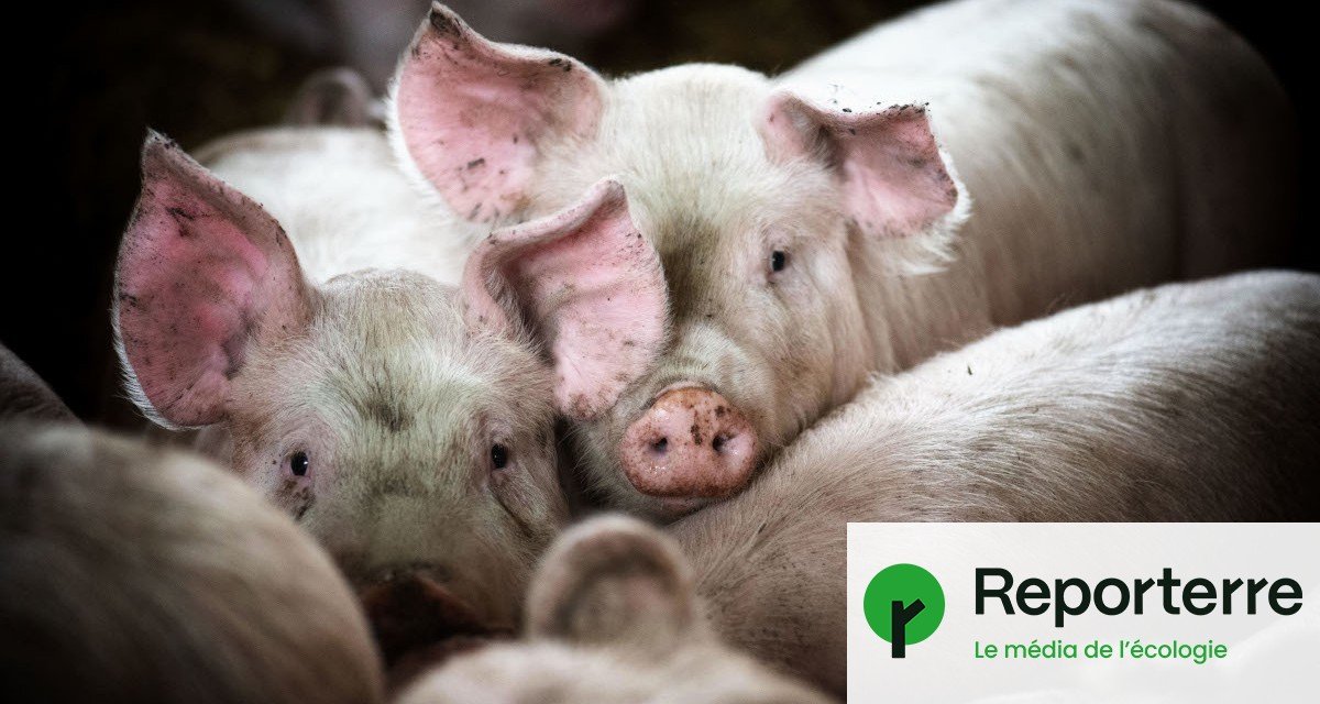 Une course au départ d’une porcherie : la dernière trouvaille de l’industrie porcine