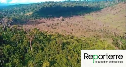 Au Brésil, la déforestation se fait aussi en pulvérisant des pesticides