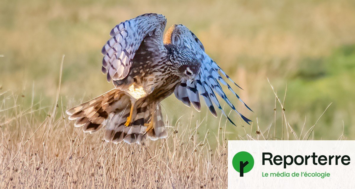 Quand l’agriculture protège les oiseaux : la belle histoire du busard