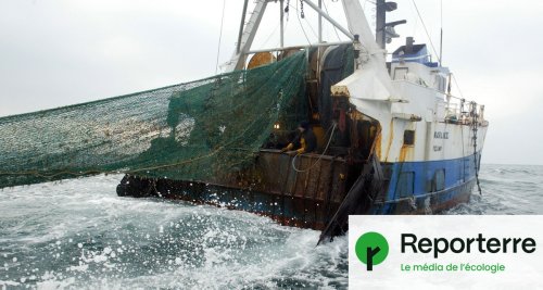 « Historique » : la Grèce interdit la pêche au chalut dans ses aires protégées