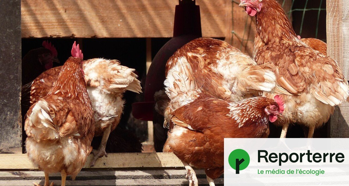 Œufs bio : pourquoi les rayons des supermarchés restent vides