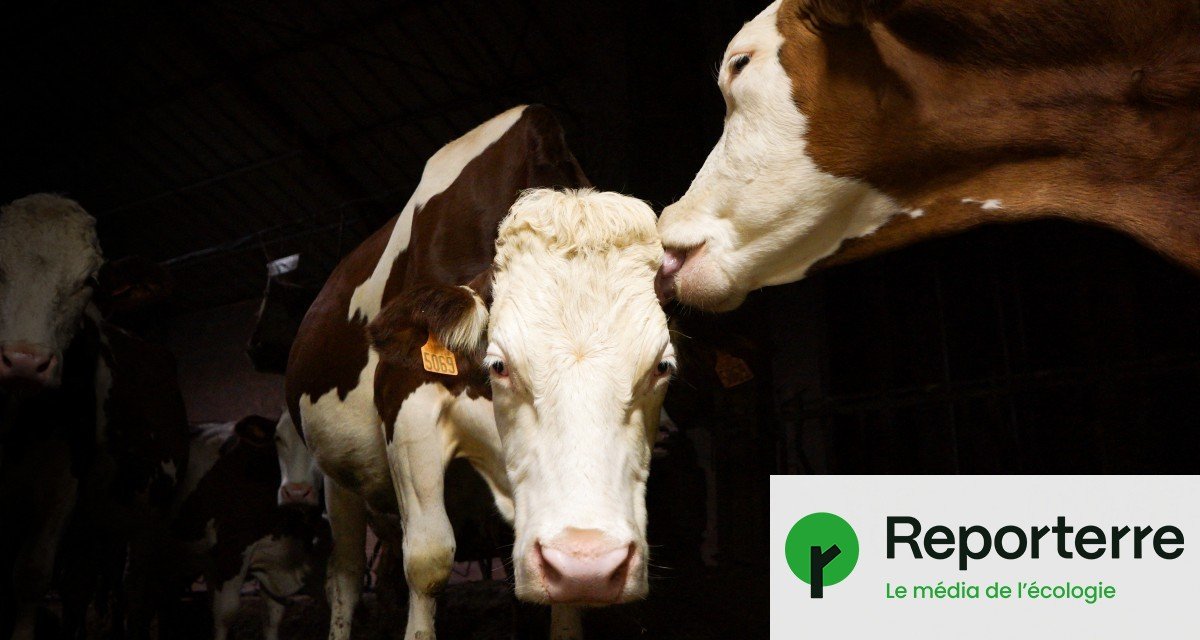 Face à l’épidémie de dermatose bovine, l’abattage systématique déchire le monde paysan