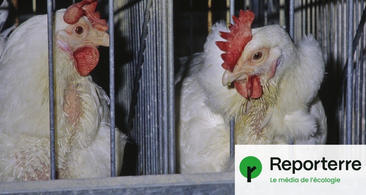 Poules en cage : la restauration collective s’en détourne