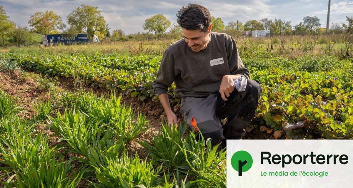À Lyon, cette ferme urbaine nourrit 10 000 collégiens de légumes bio