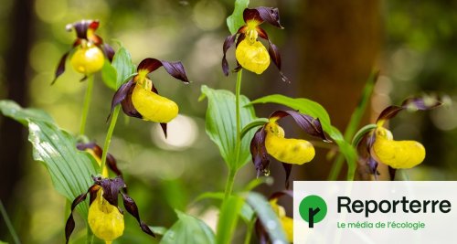 Le sabot de Vénus, plante mystérieuse et bijou fragile des forêts