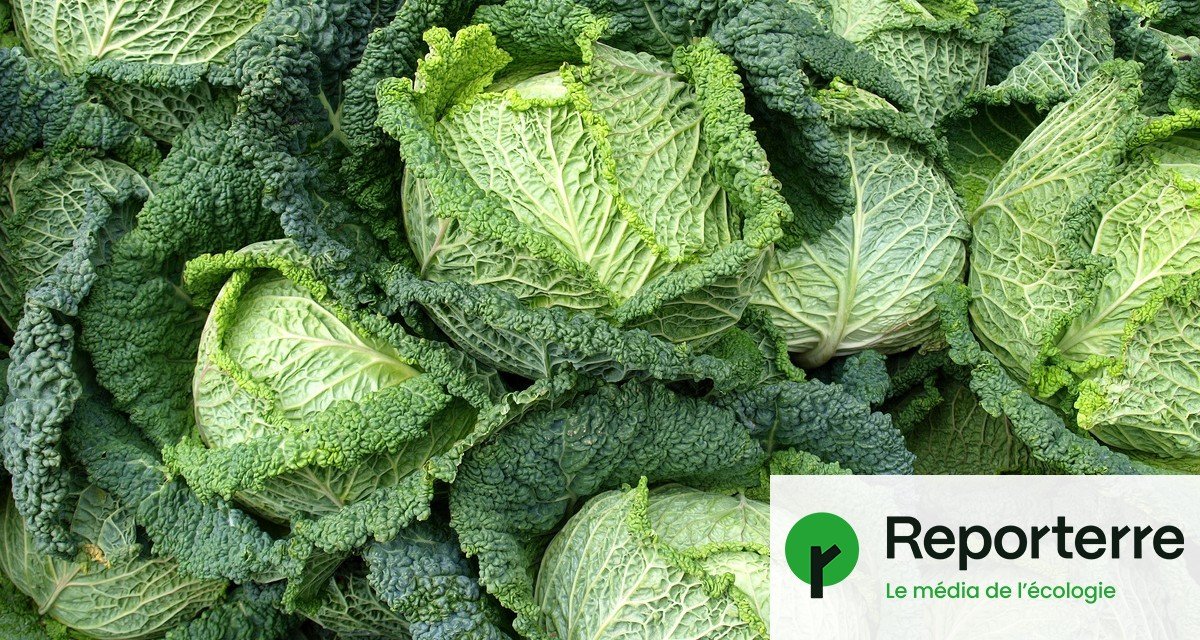 800 articles scientifiques prouvent les bienfaits de l’agriculture bio