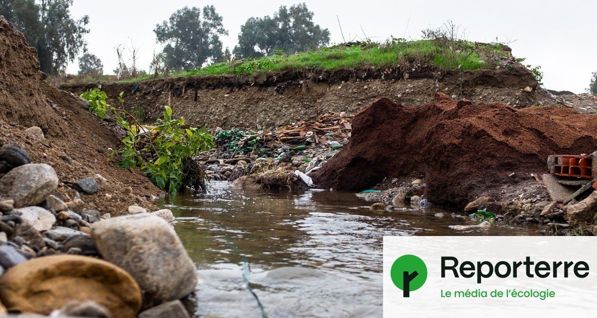 « Tout ce qui se trouve dans l’eau va mourir » : en Algérie, les déchets de la production d’huile d’olive polluent les fleuves