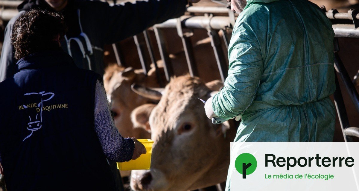 Dermatose bovine : pourquoi la France rechigne à vacciner tous les troupeaux