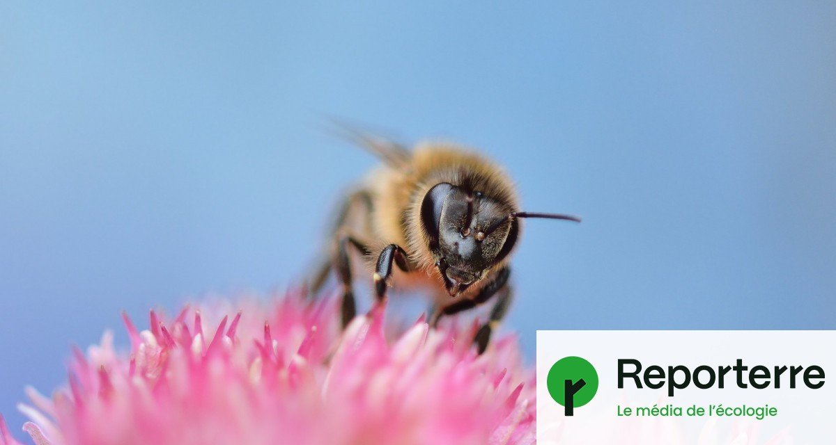 Le Sénat vote le retour des pesticides tueurs d’abeilles