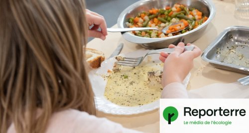 Tofu, steaks au soja : les cantines sommées de ne plus en servir