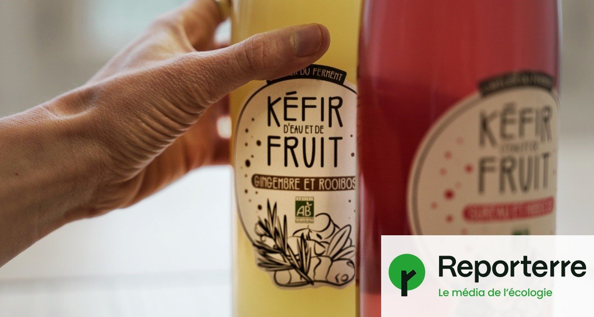 La filière française de kéfir de fruits en danger