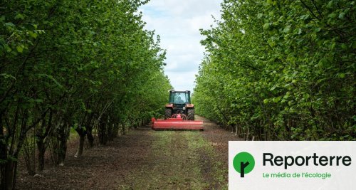 Pesticides : la fuite en avant des cultivateurs de noisettes