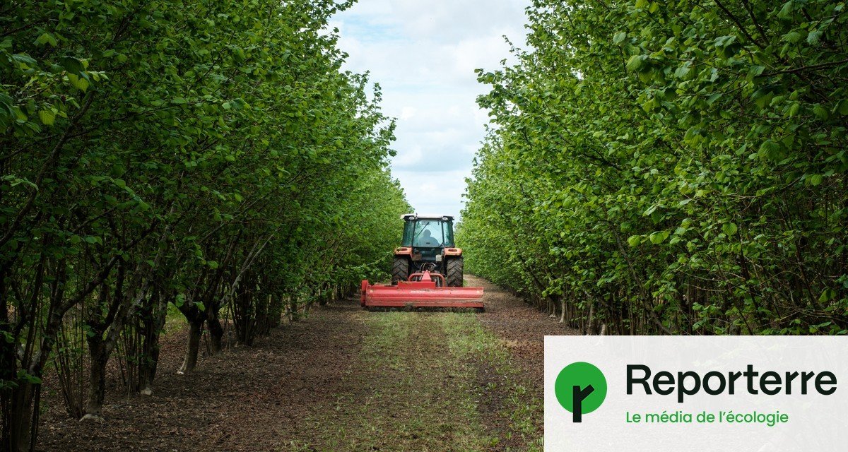 Pesticides : la fuite en avant des cultivateurs de noisettes