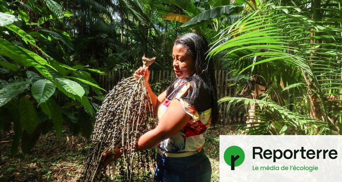 En Amazonie, l’agroforesterie soigne la terre et les hommes