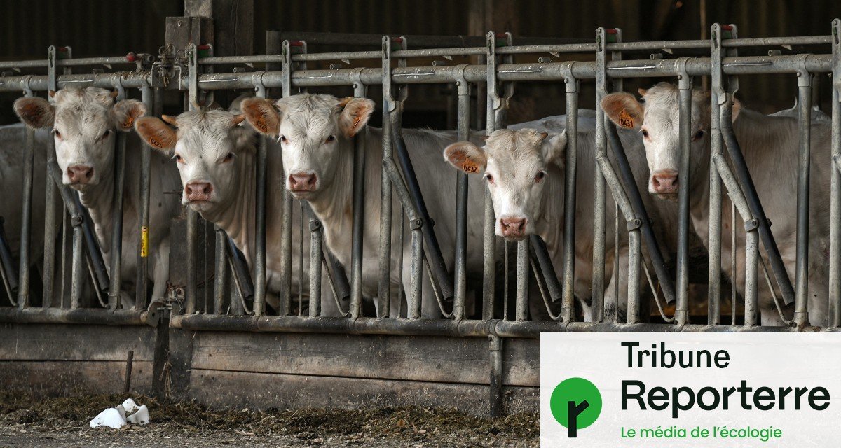 « La tuberculose bovine, une descente aux enfers pour les éleveurs »