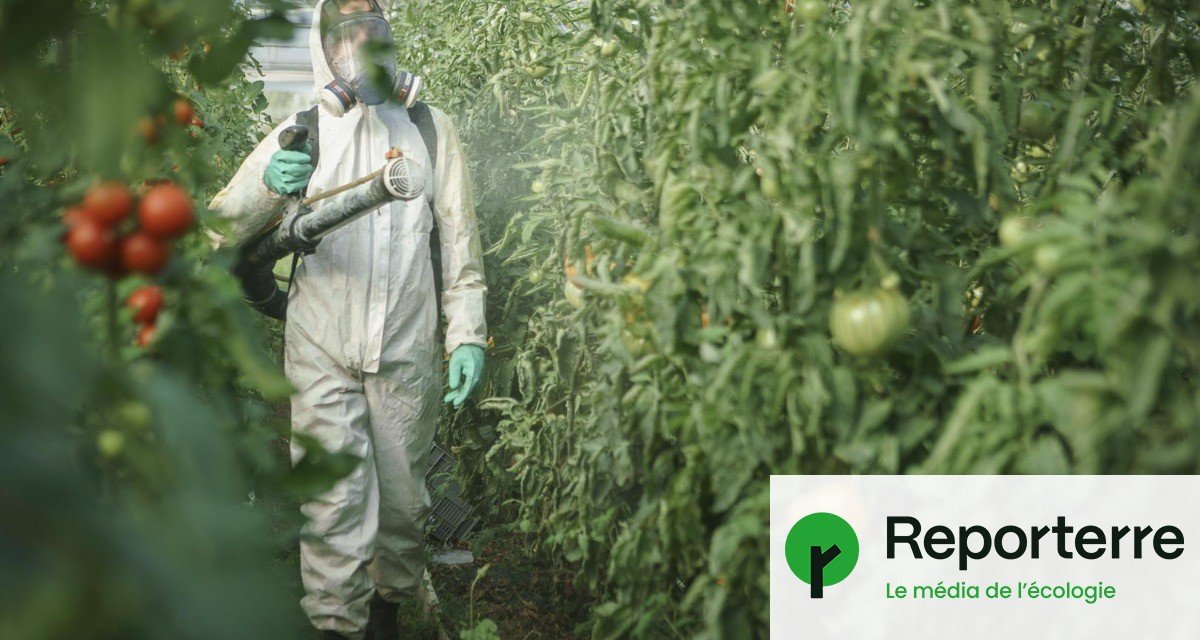 Fraises, mandarines, endives… Fruits et légumes sont massivement contaminés aux pesticides