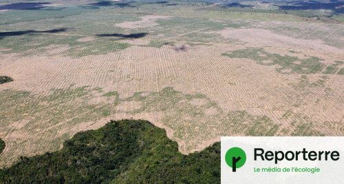 La destruction de l'Amazonie se poursuit à un rythme jamais vu dans l'histoire