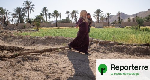 En Syrie, dans les ruines antiques de Palmyre, une oasis à l’agonie