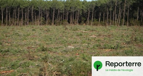 Une forêt coupée illégalement pour chauffer la Métropole de Tours