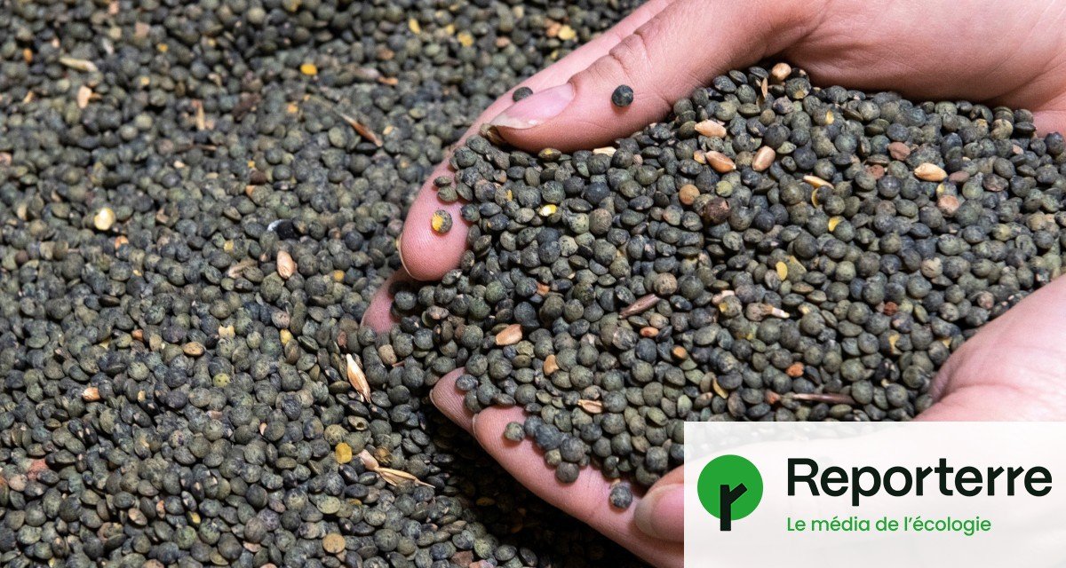 Moins chère, aspergée de pesticides : la lentille canadienne met à mal la filière française