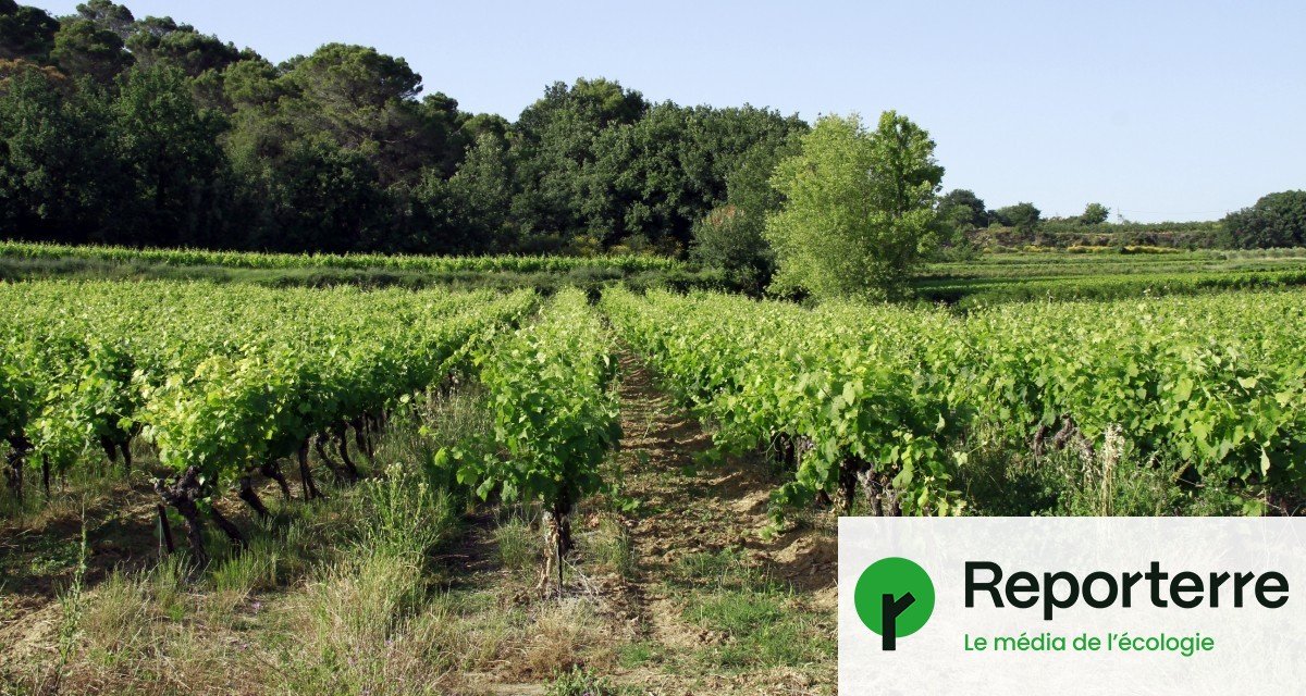 Députés et sénateurs s’accordent sur une loi agricole anti-écolo