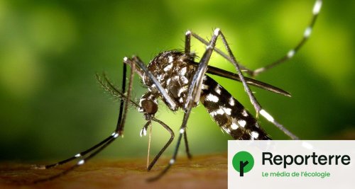 À Lyon, un insecticide dangereux utilisé contre le moustique tigre