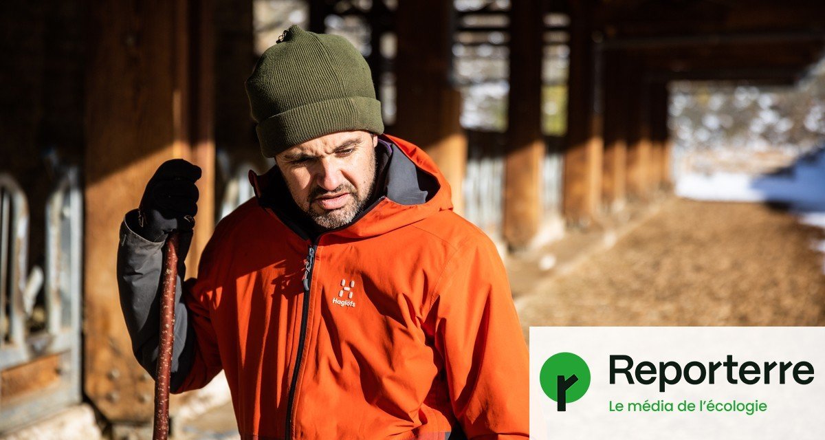 « Un carnage » : la dermatose bovine décime les troupeaux, et l’État enfonce le clou