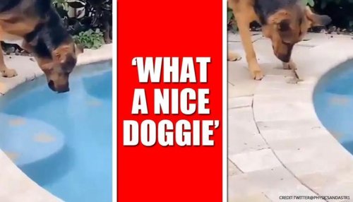 Dog saves a grasshopper from drowning in pool, netizens hail the 'kind act'