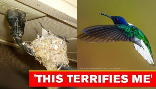 Hummingbird nests at risky place in Arizona national park, netizens worried