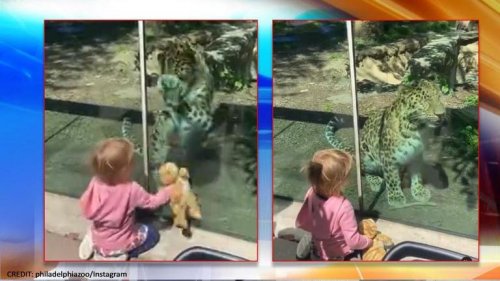 Philadelphia zoo's endangered leopard plays with kid and her plush cat toy, internet melts- Republic World