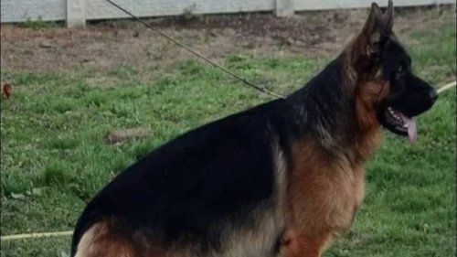 German Shepherd First Beaten With Sticks Then Tied To Car, Dragged For Several Kms: Greater Noida Man's Brutal Act