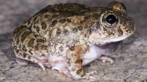 Researchers discover a new species of burrowing frog in the heart of Bengaluru