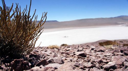 Lithium and cobalt - metals of the green future