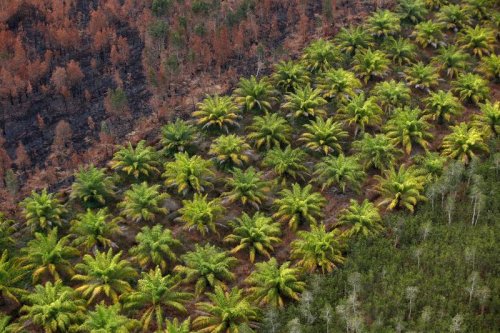 Sri Lanka Bans Palm Oil Imports Tells Producers To Uproot Plantations 