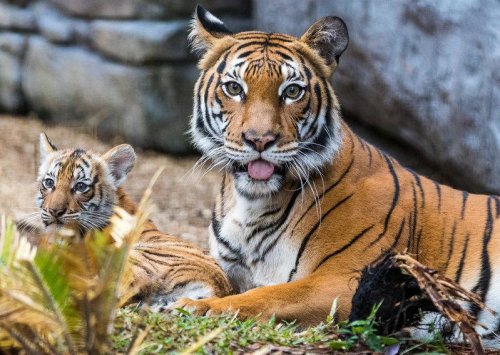 Rare tiger cub makes first public appearance at Florida zoo