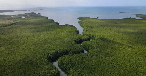 The 'Mount Everest' of bacteria discovered in Caribbean swamps