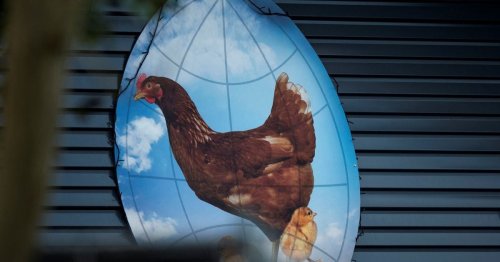 Dutch order poultry farmers to confine their birds, fearing bird flu