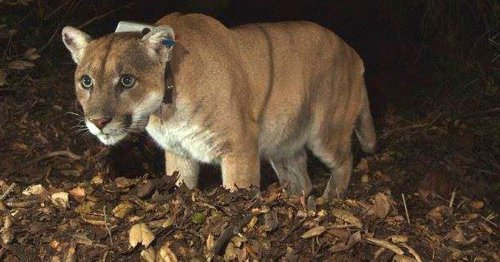 Famed California mountain lion celebrated at Los Angeles event