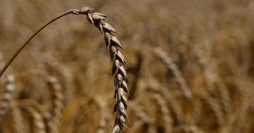 Ukraine working to release detained wheat shipment for Egypt