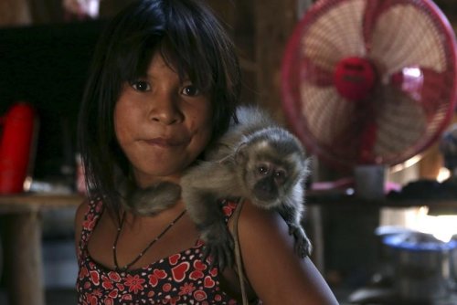 Yellow fever taking heavy toll on monkeys in Brazil's rainforest