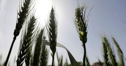 Exclusive: Egypt to buy 500,000 tonnes of wheat from India