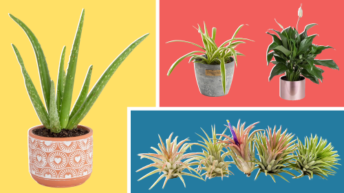 11 houseplants that are perfect for your bathroom