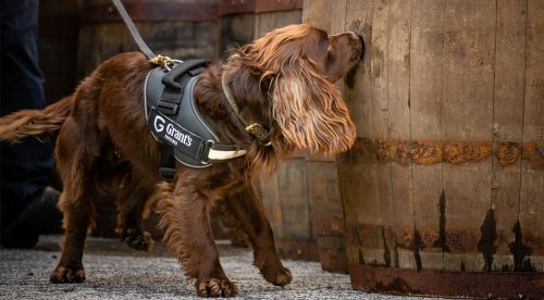 Destilaria escocesa “contrata” cachorro para controlar qualidade de whisky