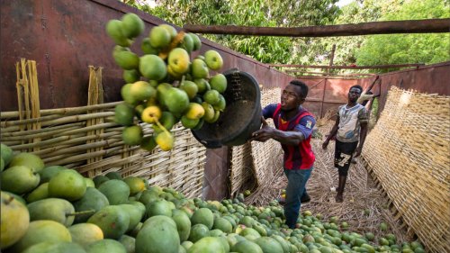 Afrique économie - Sénégal: la mouche des fruits, fléau des producteurs de mangues (1/2)