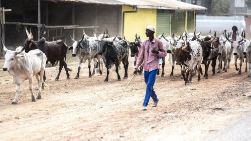 Cameroun: face aux vols, les convois nocturnes de bovins sont interdits dans l'Amadoua