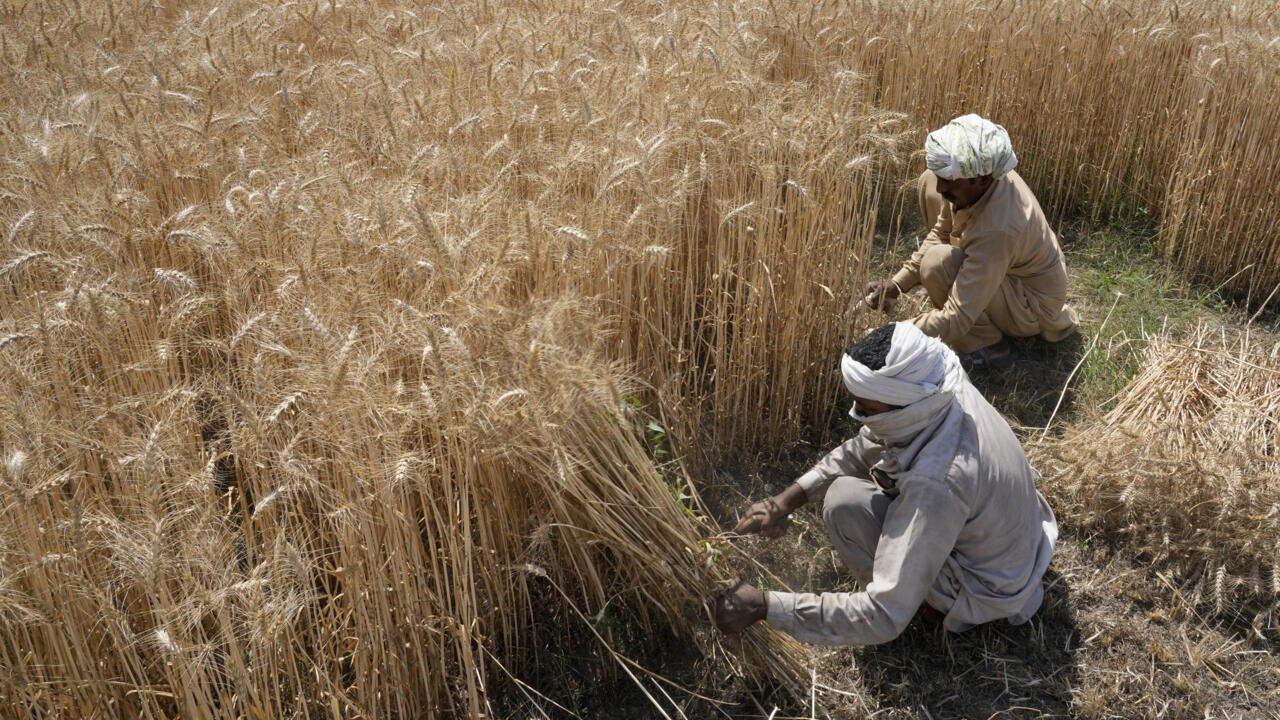 Chronique des matières premières – Le Pakistan se rêve en futur hub du commerce de produits agricoles