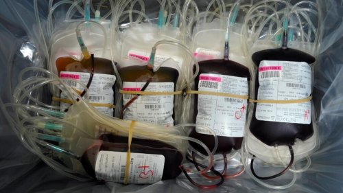 Covid-19: sur les réseaux sociaux, les «antivax» lancent un mouvement pour obtenir du «sang pur»